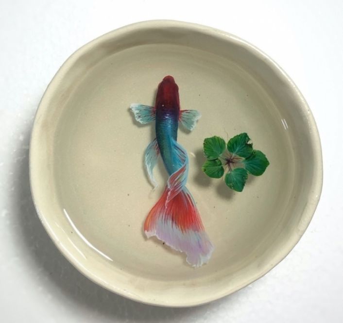 Le Thang is the one of best 3D goldfish artists 